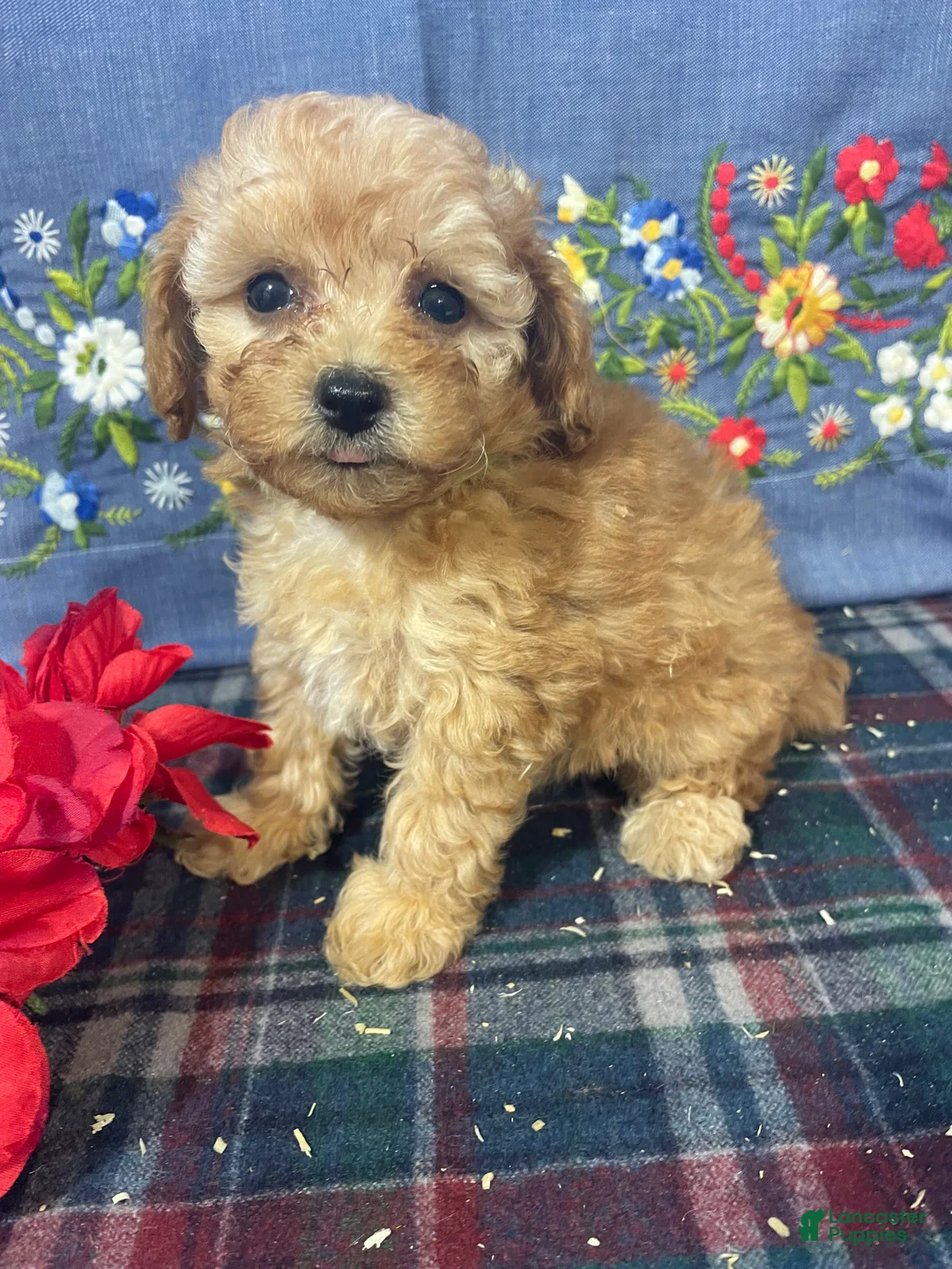 Toy Poodle dogs for sale: Muffin - Ad 3