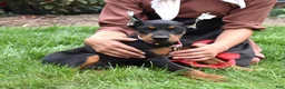 Doberman Pinscher dogs for sale: Orchid - Ad 3