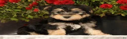 Yochon dogs for sale: Thomas - Ad 7