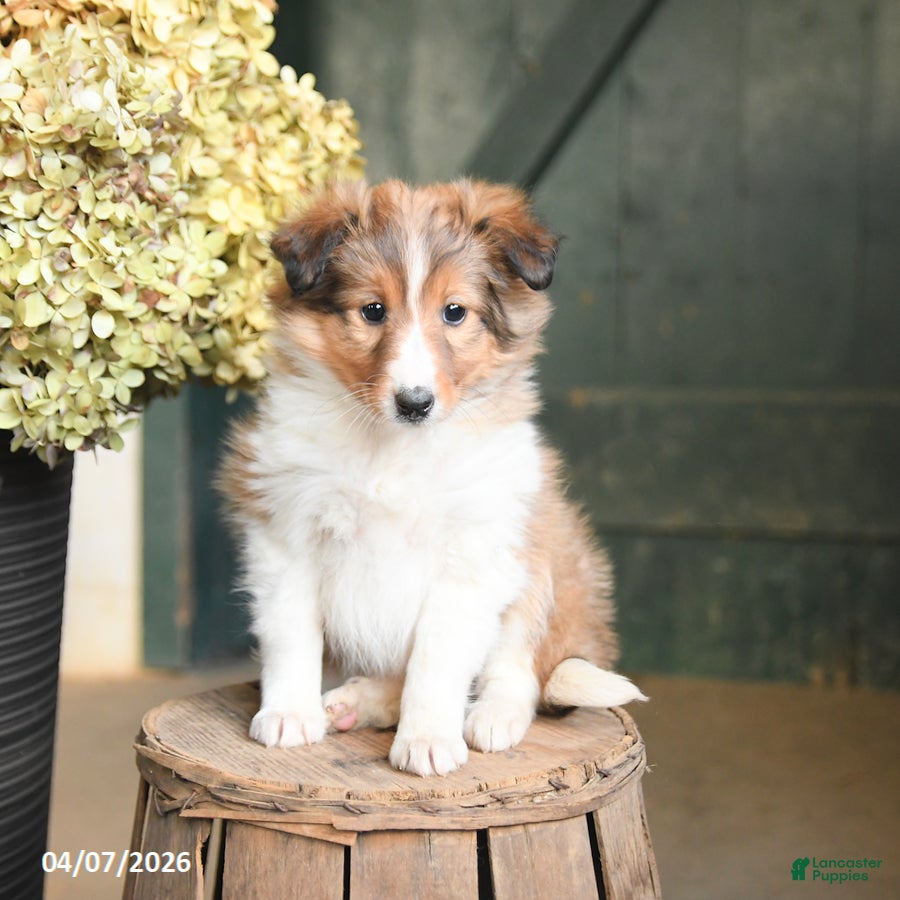 Shetland Sheepdog dogs Candy - Ad 2