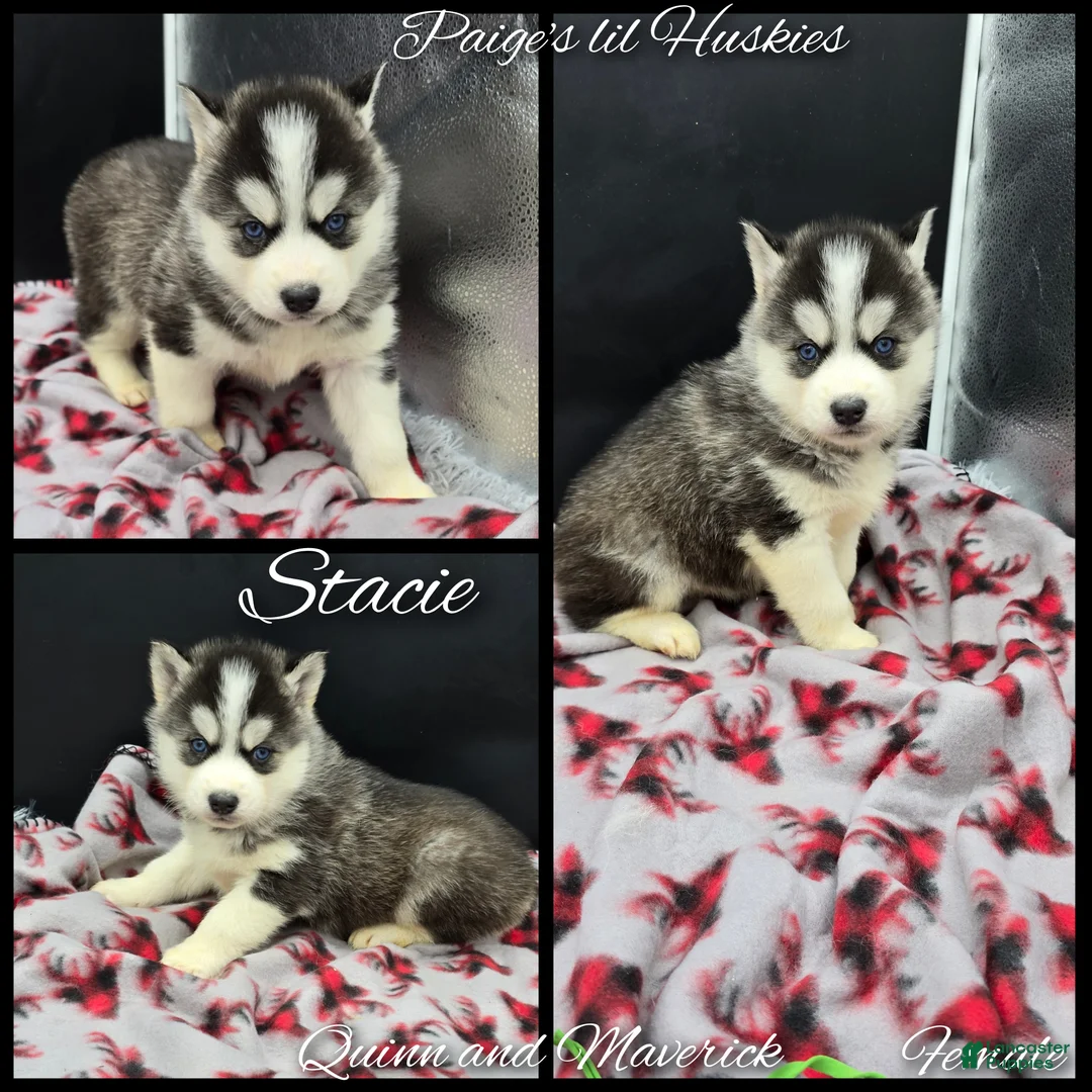 Siberian Husky dogs for sale: Stacie  - Ad 4