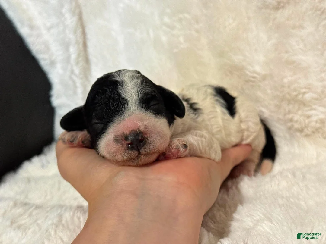 Cavapoo dogs for sale: Harlow - Ad 2