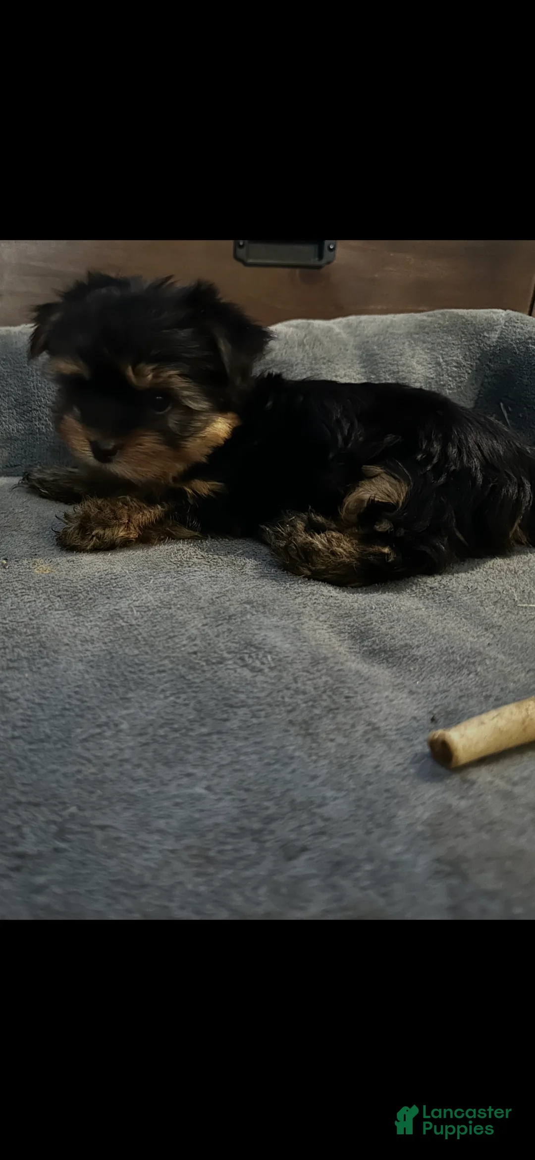 Yorkshire Terrier dogs for sale: Yorkshire Terrier Puppy 2 - Ad 5
