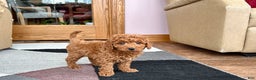 Cavapoo dogs for sale: Cavapoo male Puppy 2 - Ad 8