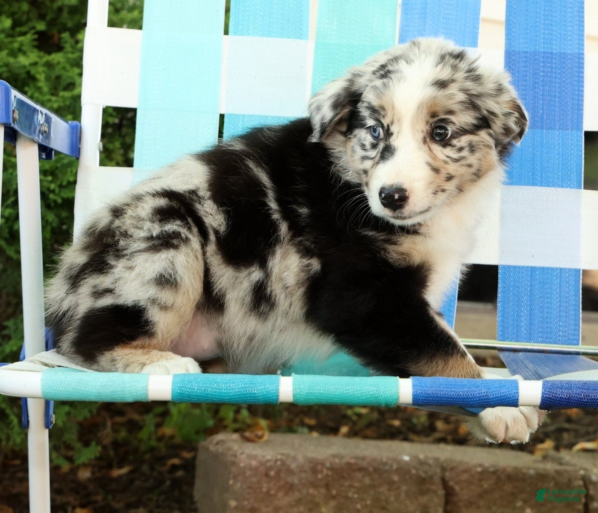 Australian Shepherd dogs for sale: Flower - Ad 8