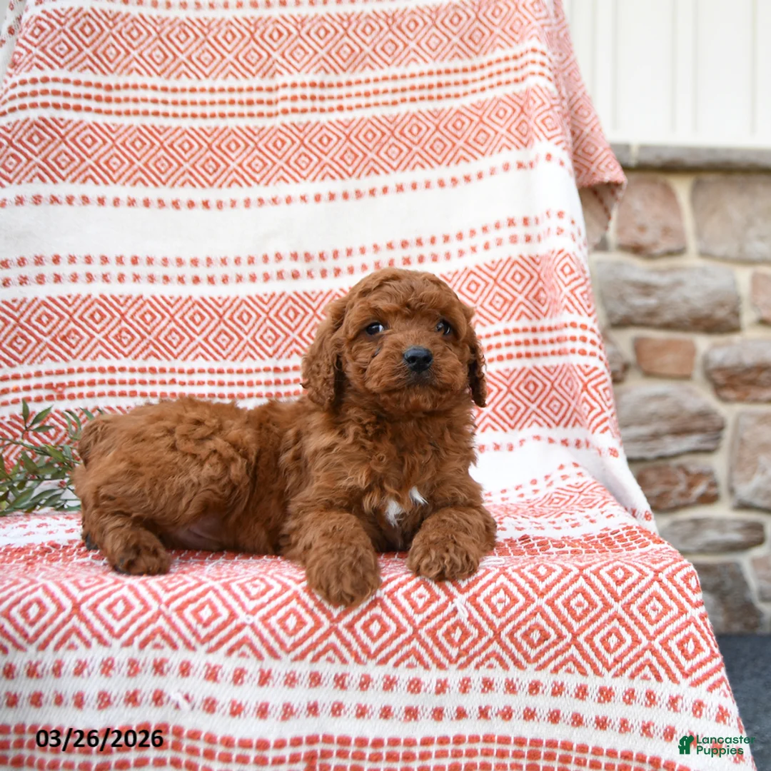 Cockapoo dogs for sale: Mitch - Ad 1