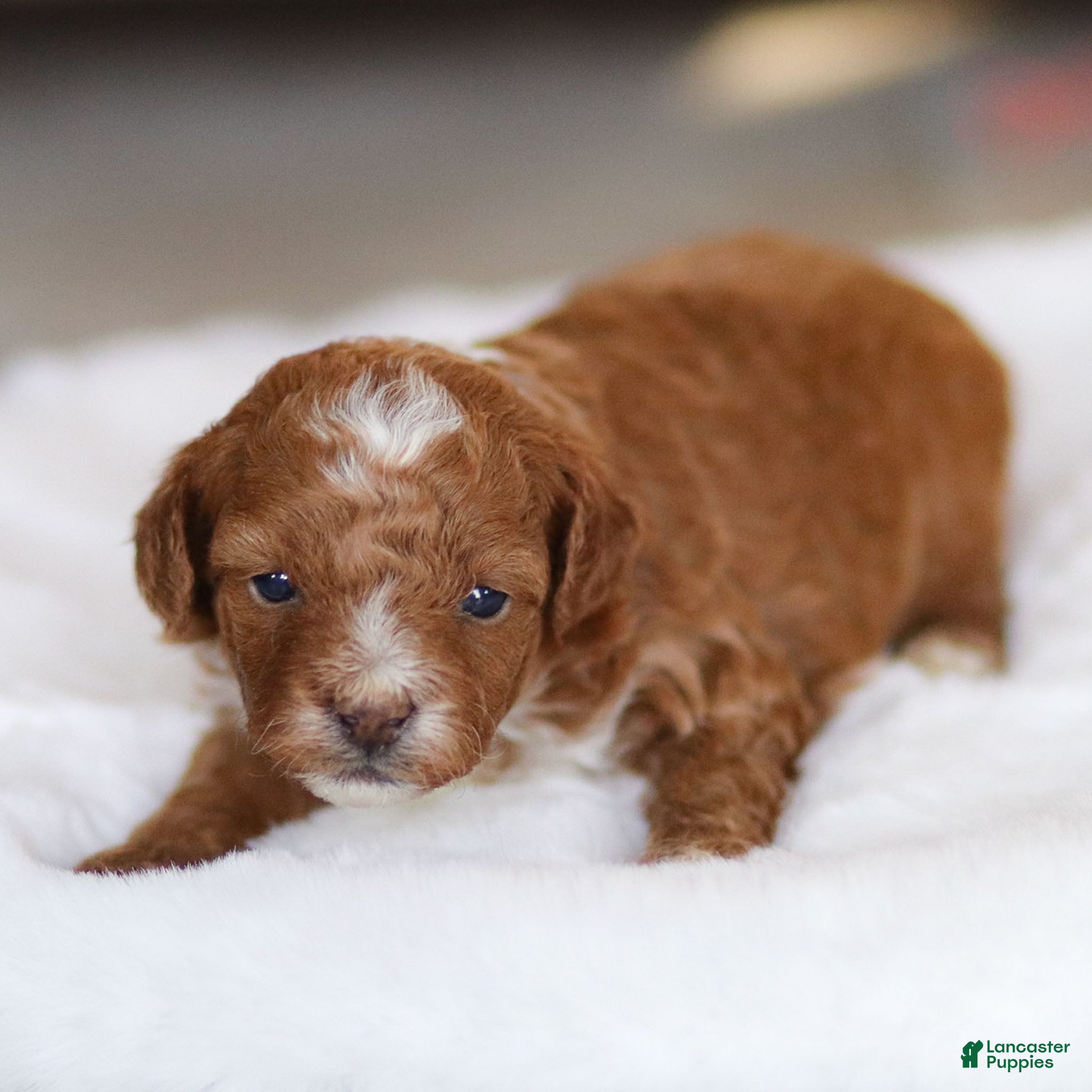 Cavapoo dogs Jasper - Ad 3