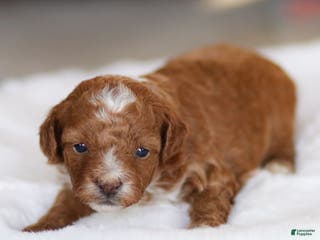 Cavapoo dogs Jasper - Ad 13