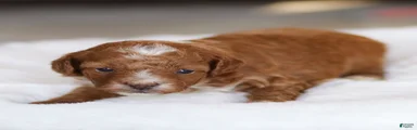 Jasper