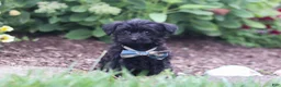 Yorkiepoo dogs for sale: Ricky - Ad 3