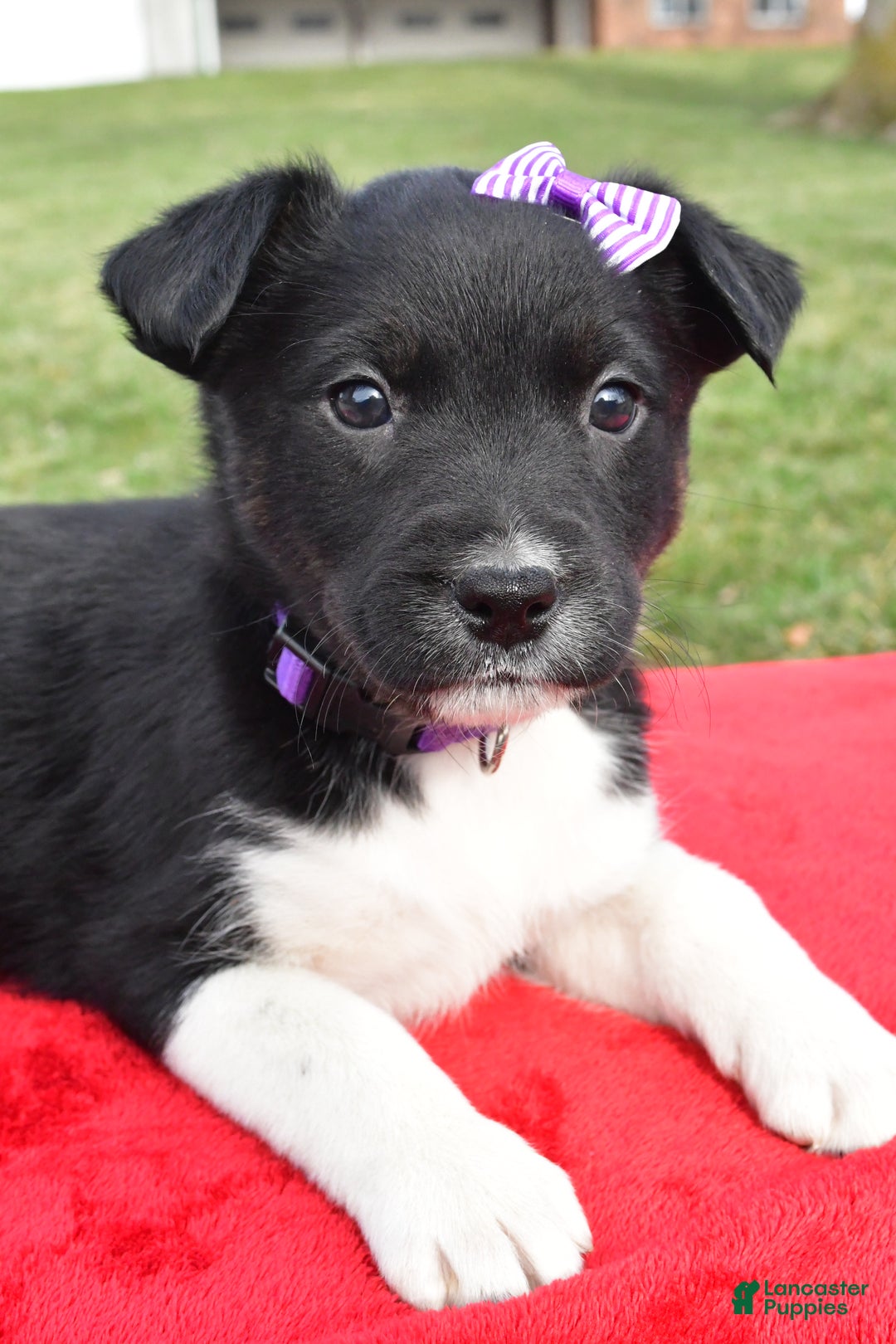 Mixed Breed dogs for sale: Maggie - Ad 3