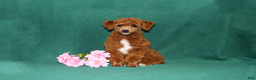 Miniature Poodle dogs for sale: XRay - Ad 6
