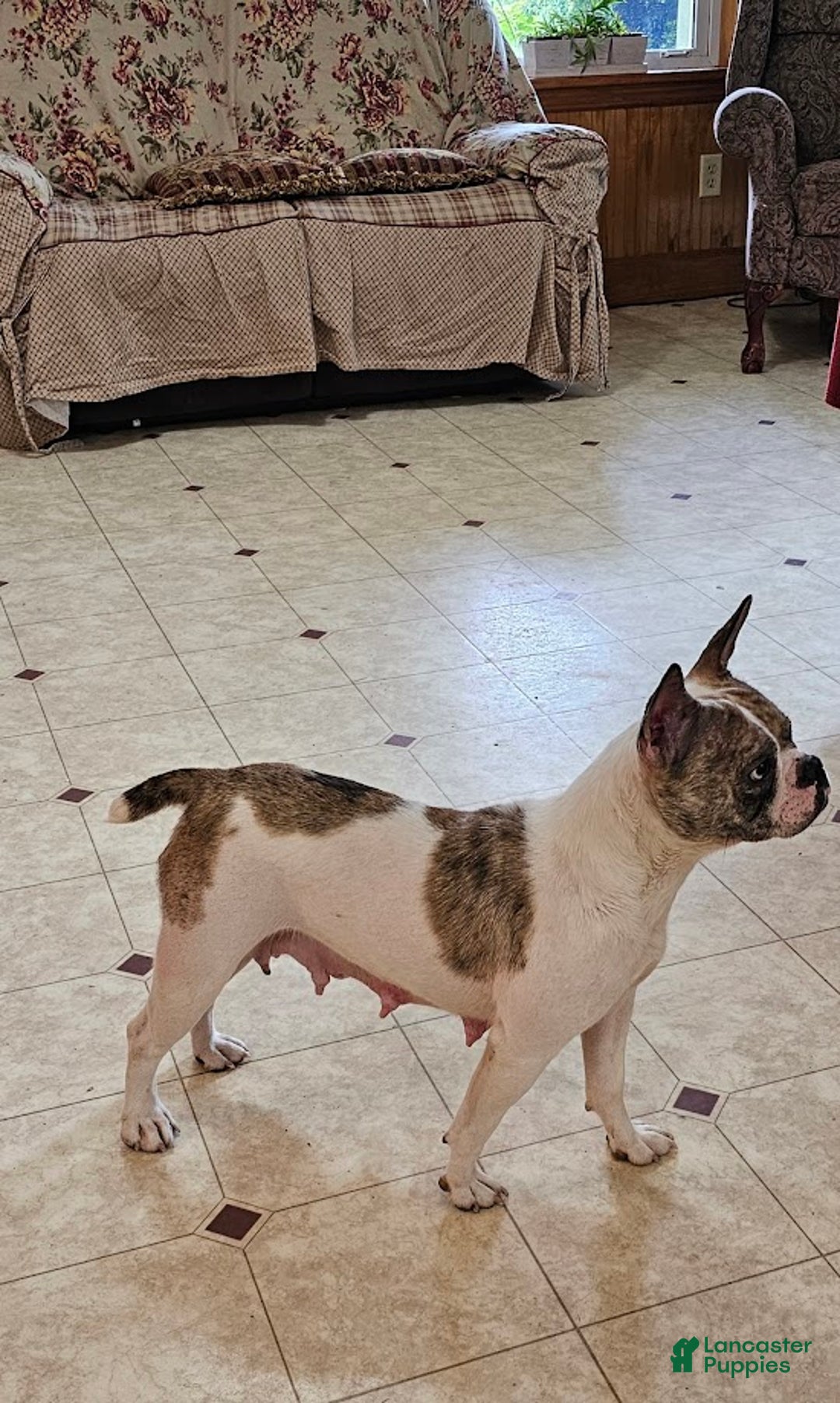 Mixed Breed dogs for sale: MOON STAR -MINI - Ad 7