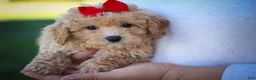 Bichpoo dogs for sale: Nixie🩷  - Ad 7