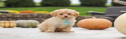 Cavapoo dogs for sale: Sven - Ad 7