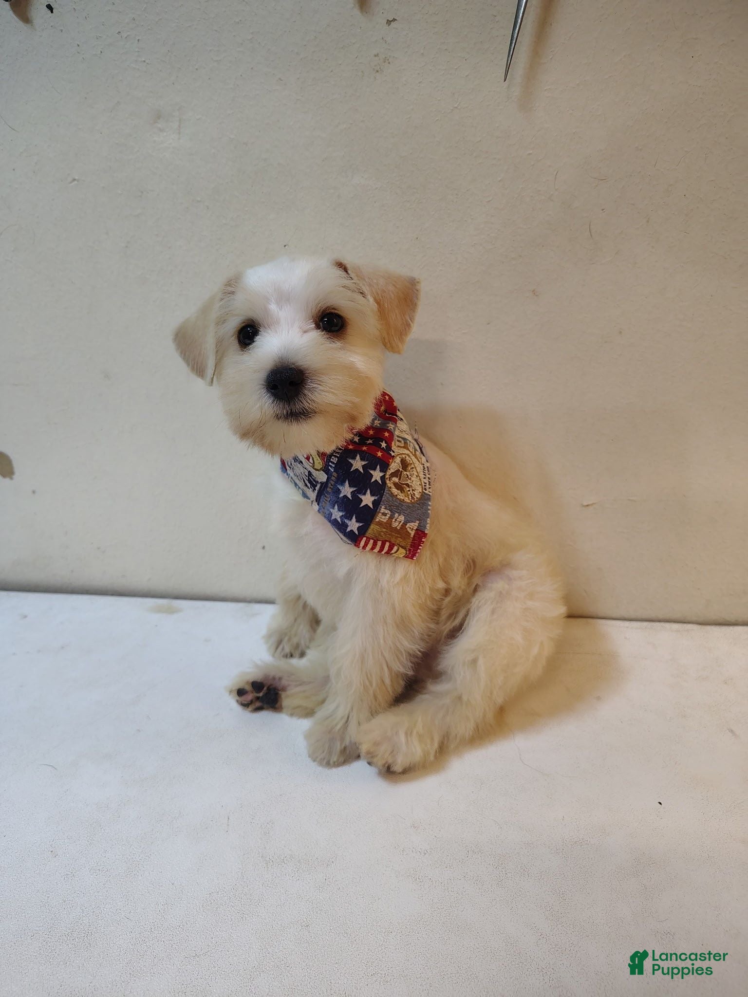 Miniature Schnauzer dogs Miniature Schnauzer 1 - Ad 18