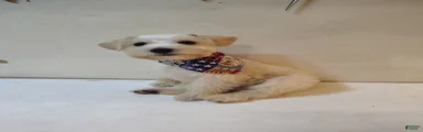 Miniature Schnauzer 1