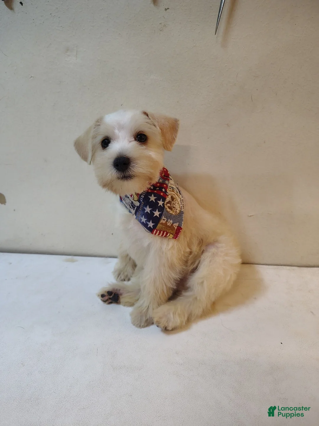 Miniature Schnauzer dogs for sale: Miniature Schnauzer 1 - Ad 1