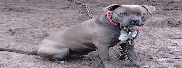 Kaos