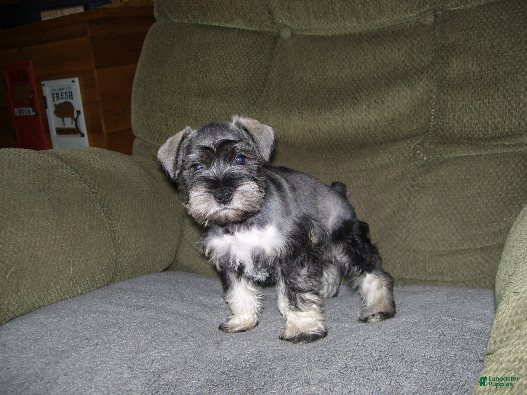 Miniature Schnauzer dogs for sale: LUCY - Ad 3