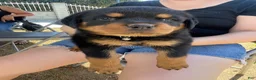 Rottweiler dogs for sale: Rottweiler 5 - Ad 1