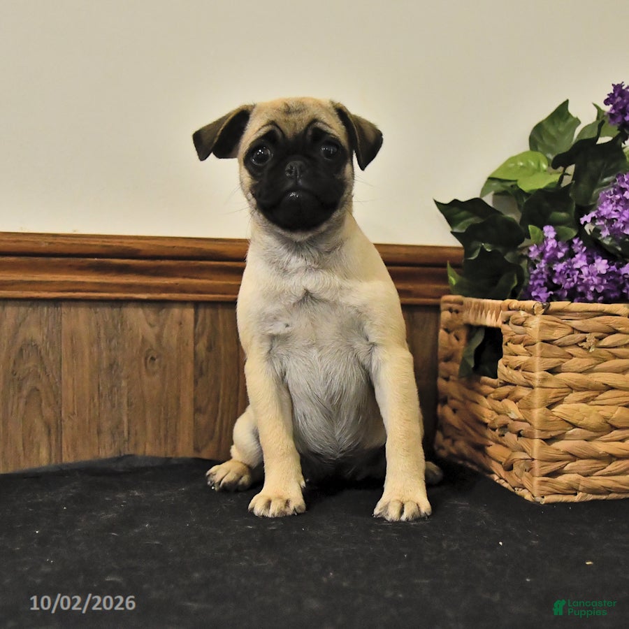 Pug dogs Tracey - Ad 2