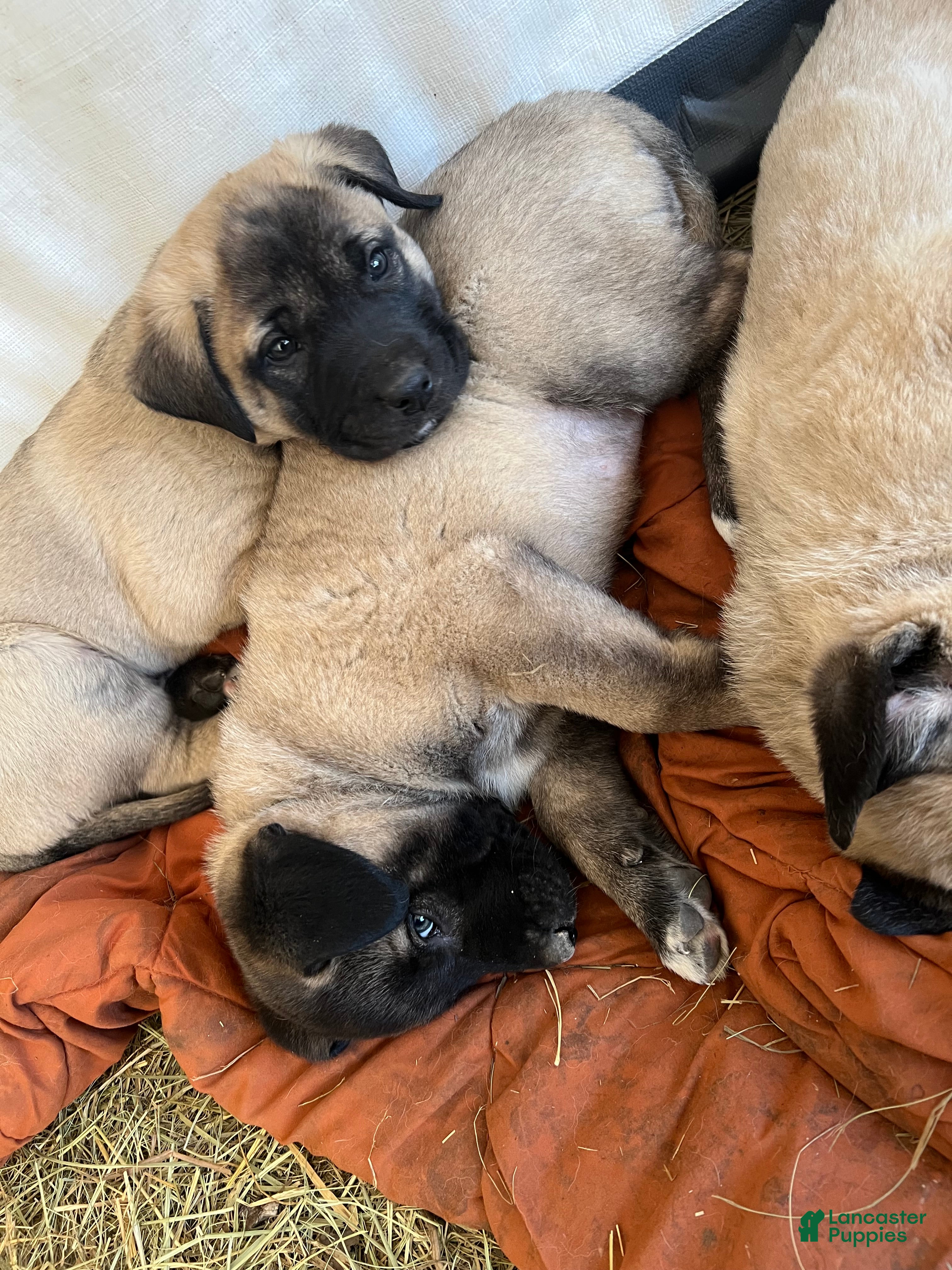 Anatolian Shepherd dogs Arktos - Ad 2