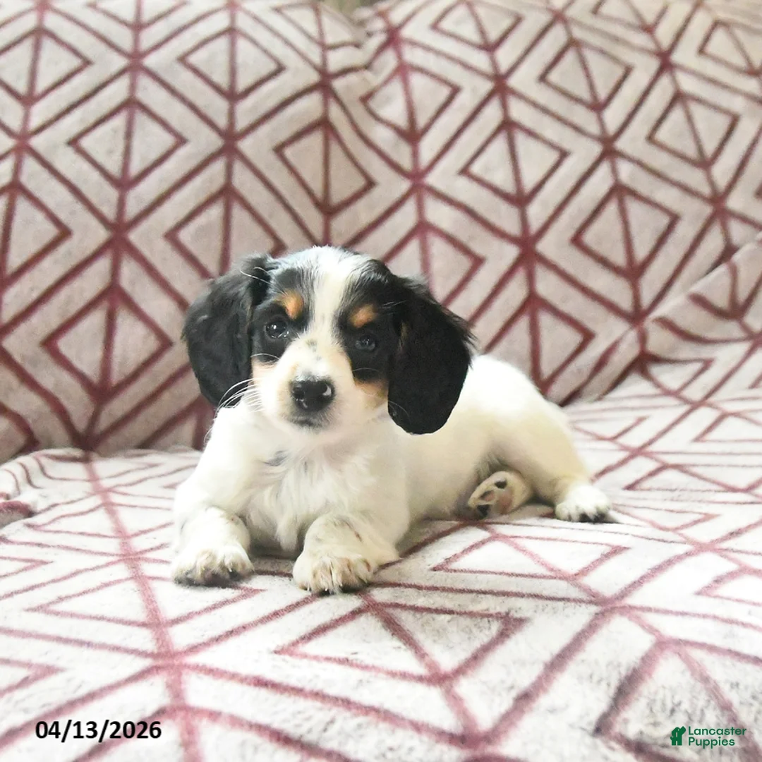 Miniature Dachshund dogs for sale: Daisy - Ad 2