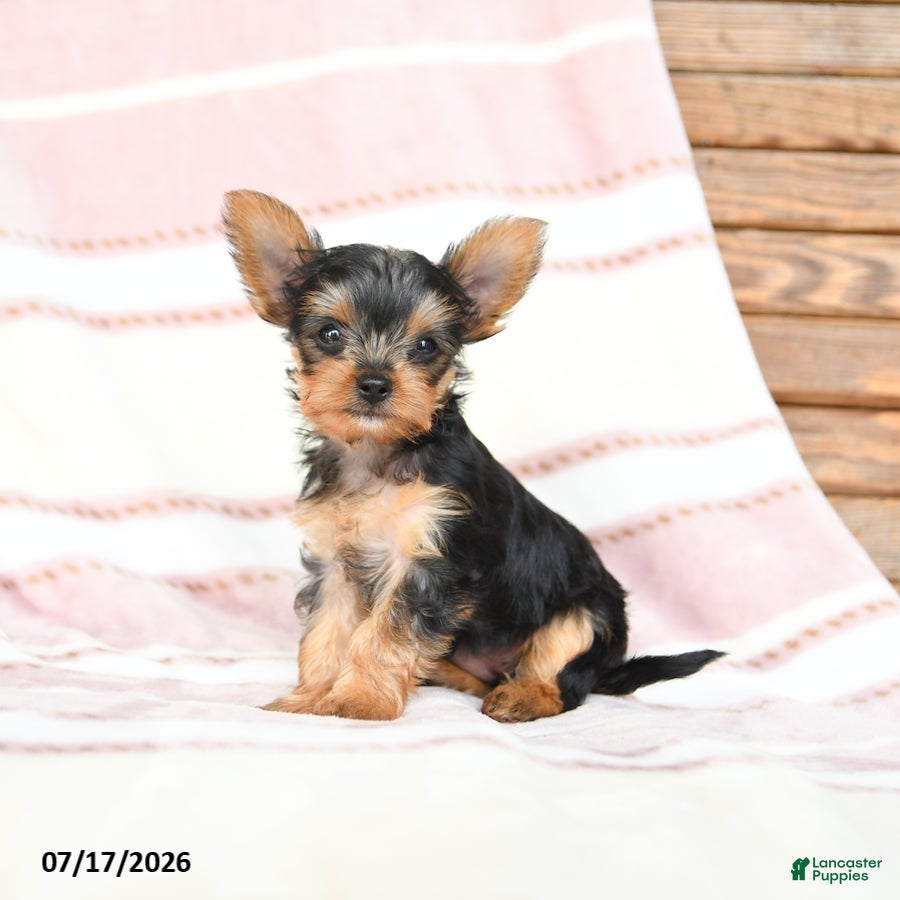 Yorkshire Terrier dogs Quanika - Ad 1