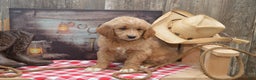 Goldendoodle dogs for sale: Reese - Ad 2