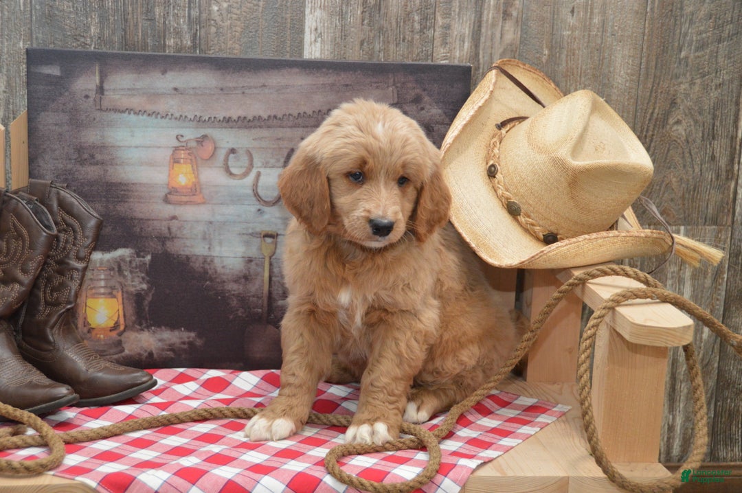 Goldendoodle dogs for sale: Reese - Ad 2