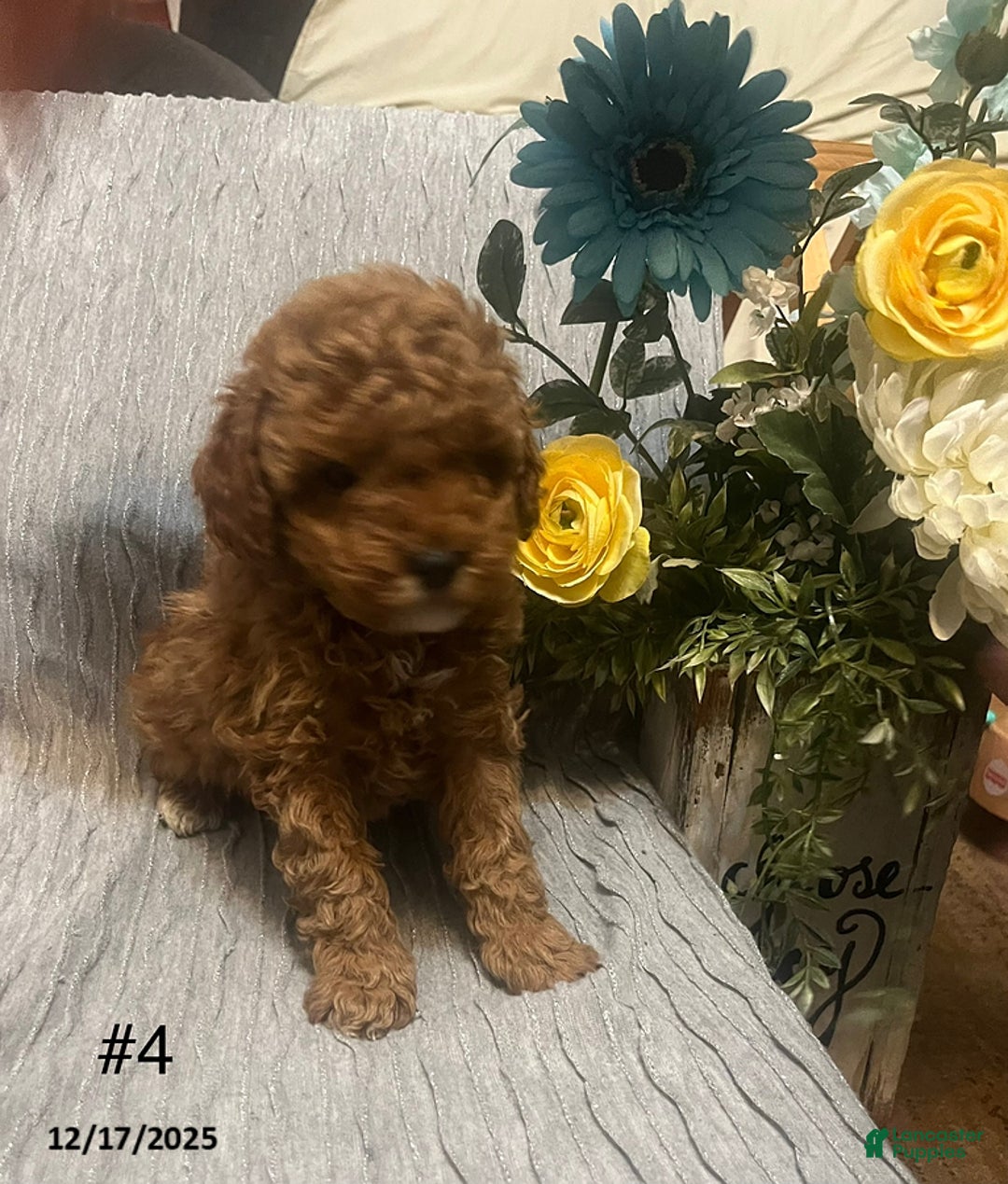 Miniature Poodle dogs for sale: Lilly - Ad 2
