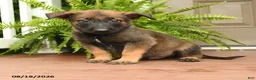 Belgian Malinois dogs for sale: UnO - Ad 1