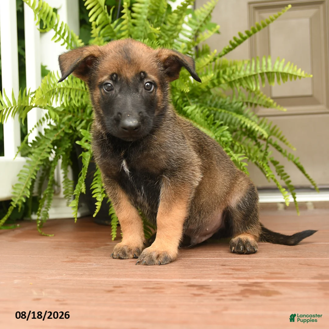Belgian Malinois dogs for sale: UnO - Ad 1