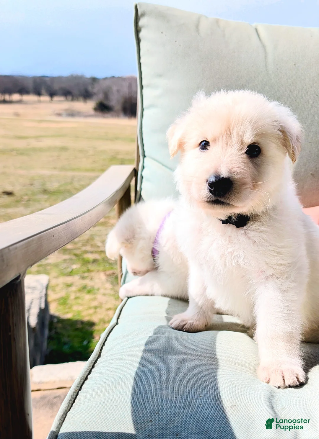 German Shepherd dogs for sale: Elbert - Ad 2