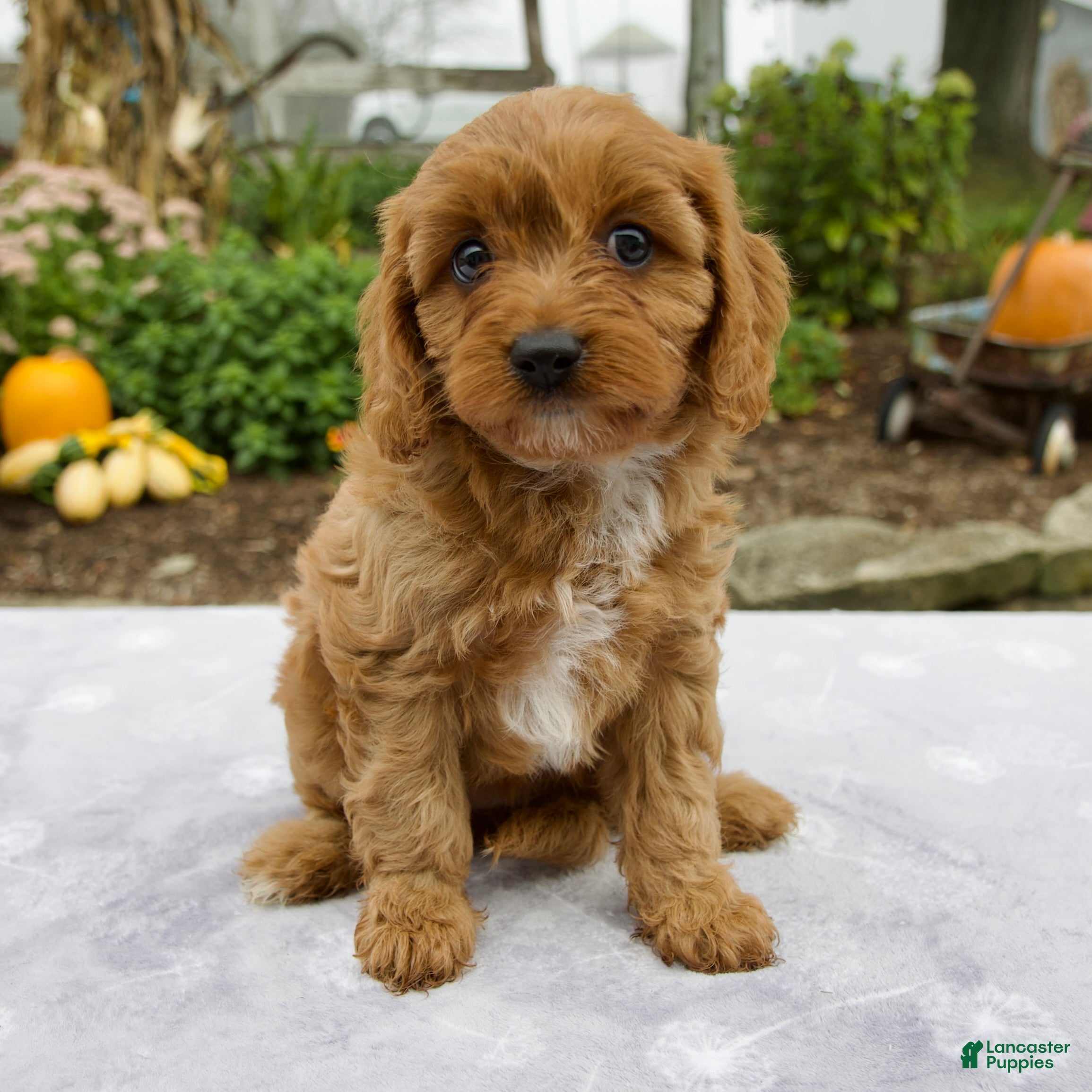 Cavapoo dogs Tilly - Ad 1
