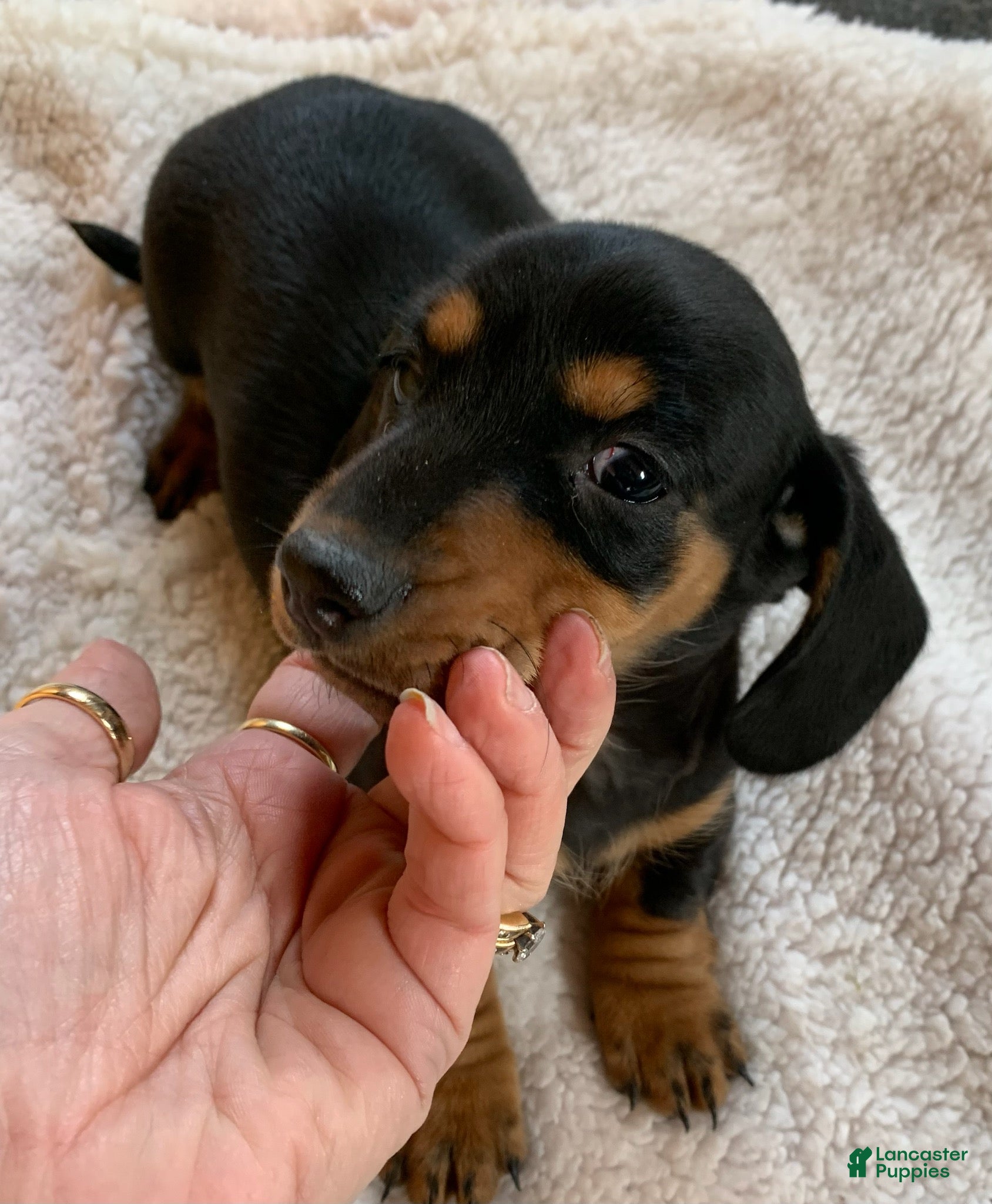 Dachshund dogs Opal - Ad 34