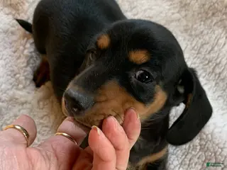 Dachshund dogs Opal - Ad 34