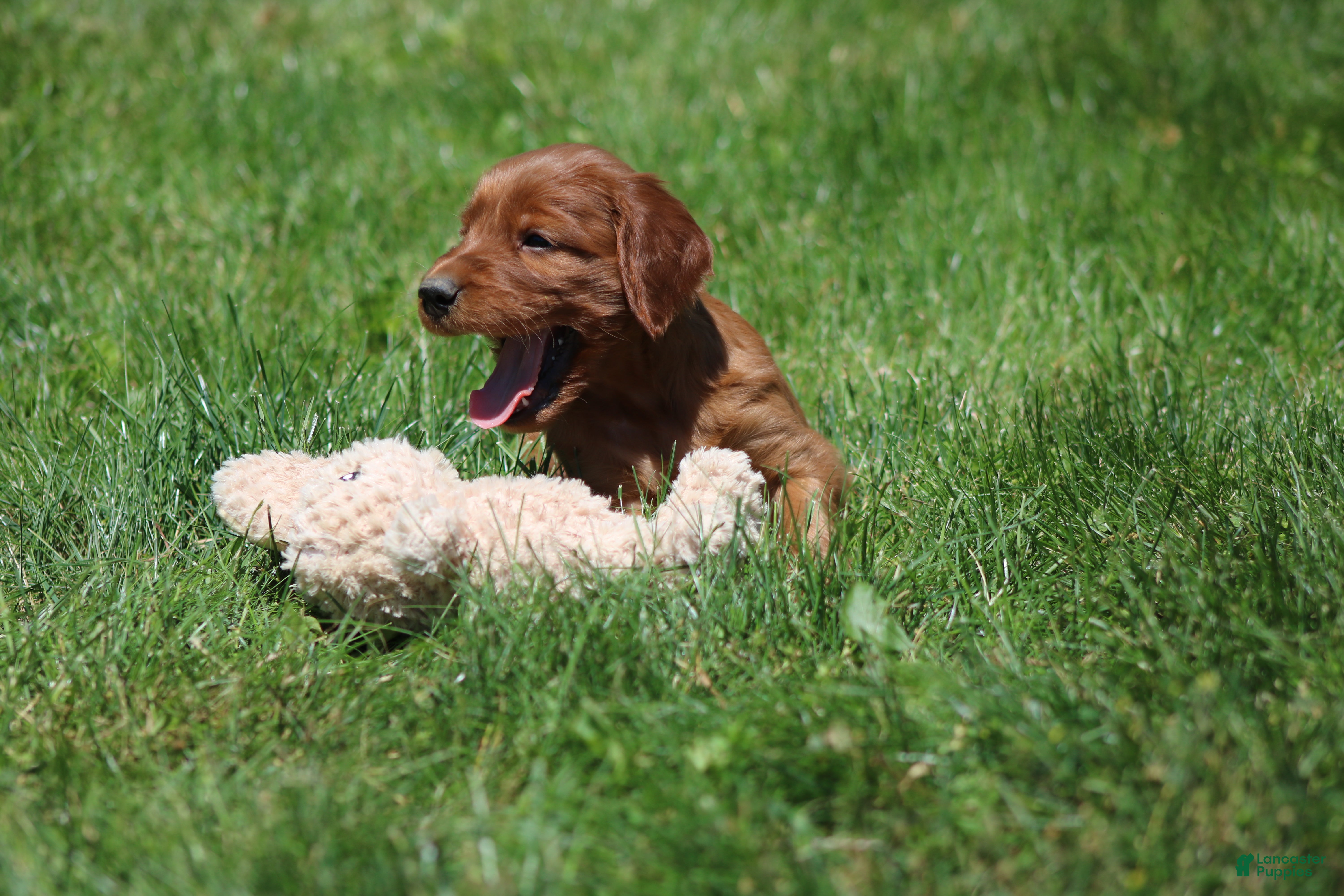 Irish Setter dogs for sale: Leo - Ad 9