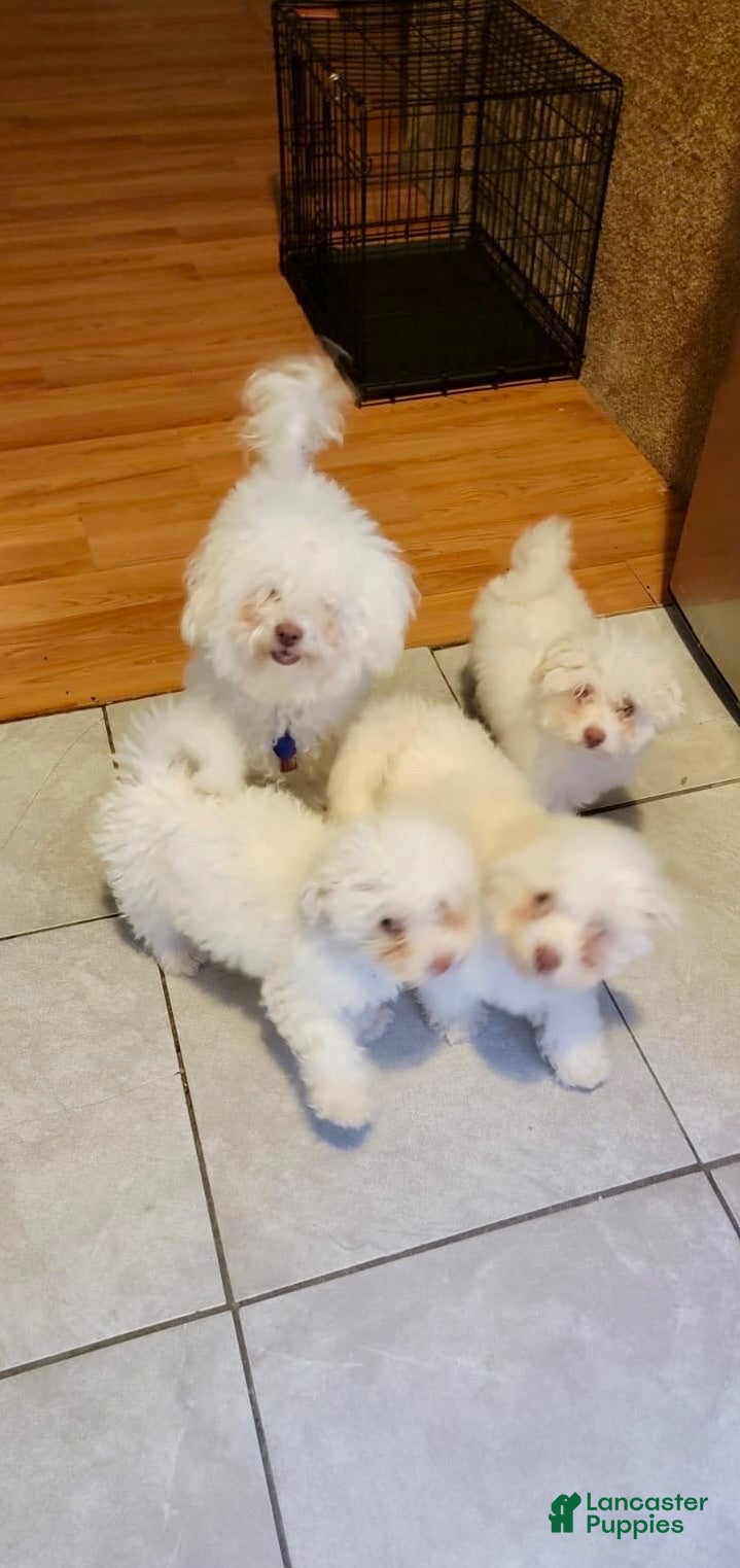 Bichon Frise dogs luna - Ad 1