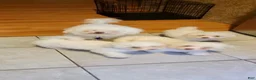 Bichon Frise dogs for sale: luna - Ad 1