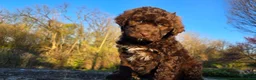 Portuguese Water Dog dogs for sale: Forrest - Ad 1