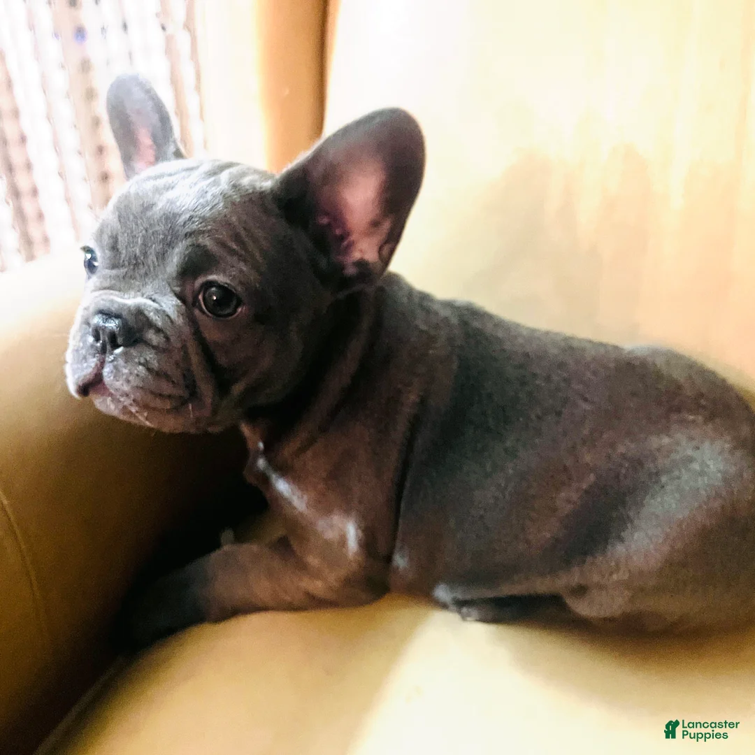 French Bulldog dogs for sale: Madeline - Ad 2