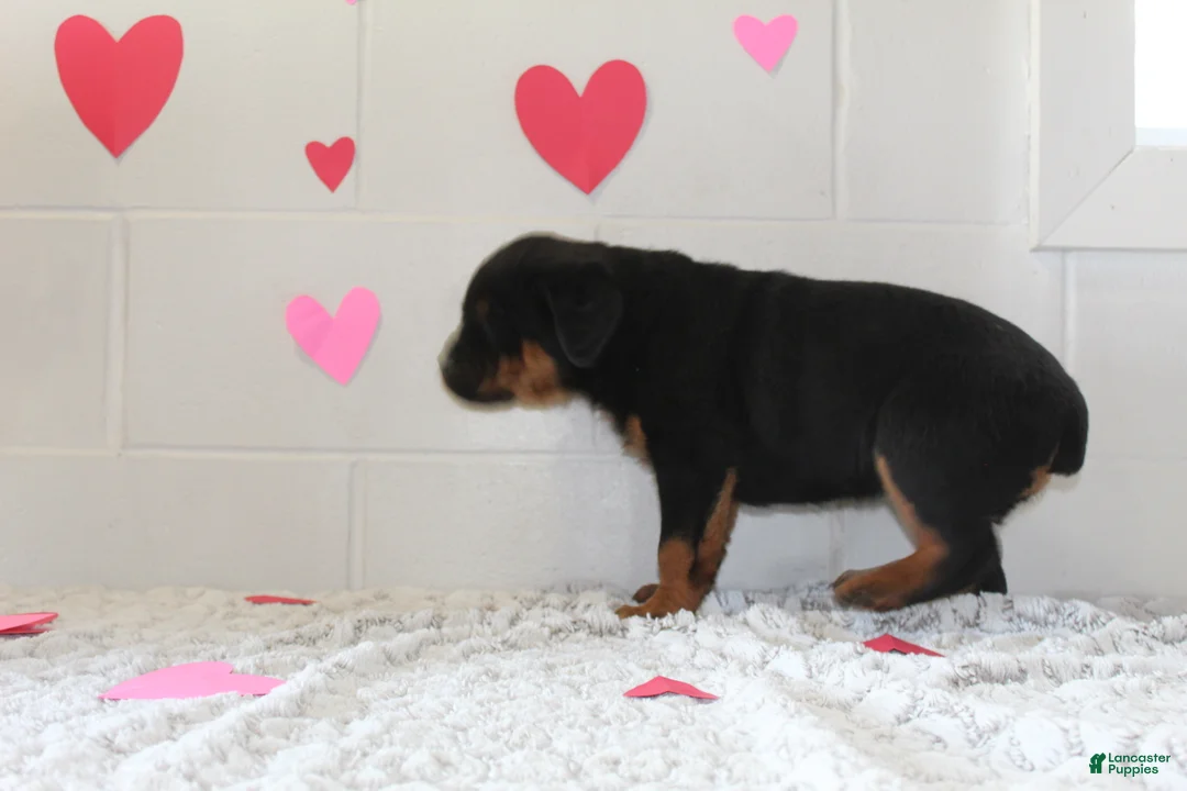 Rottweiler dogs for sale: Bella - Ad 7