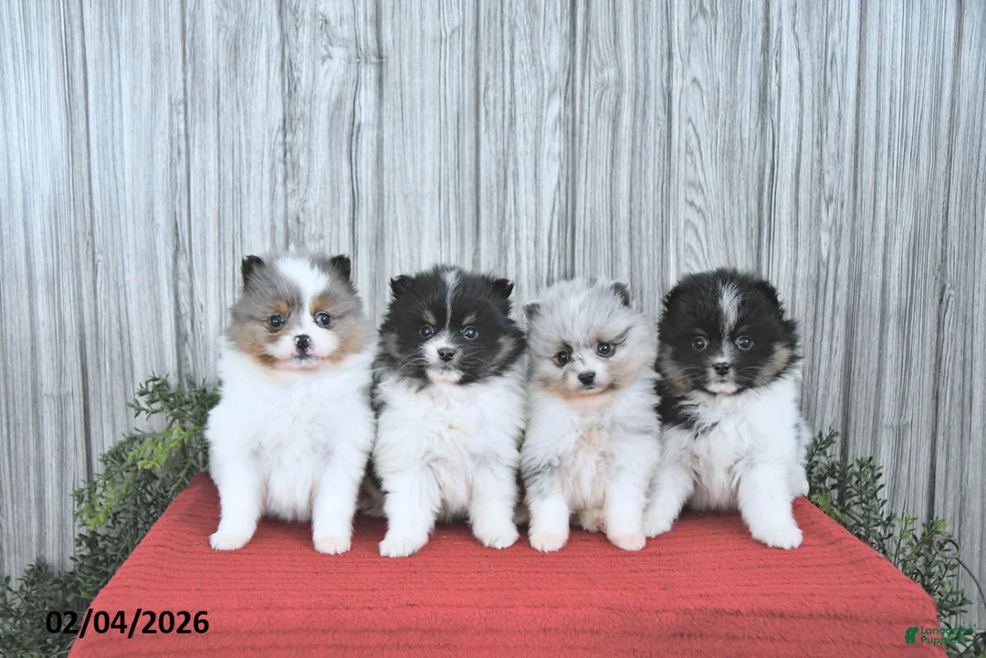 Pomeranian dogs for sale: Cameron - Ad 3