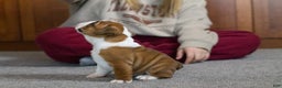 English Bulldog dogs for sale: Holly - Ad 2