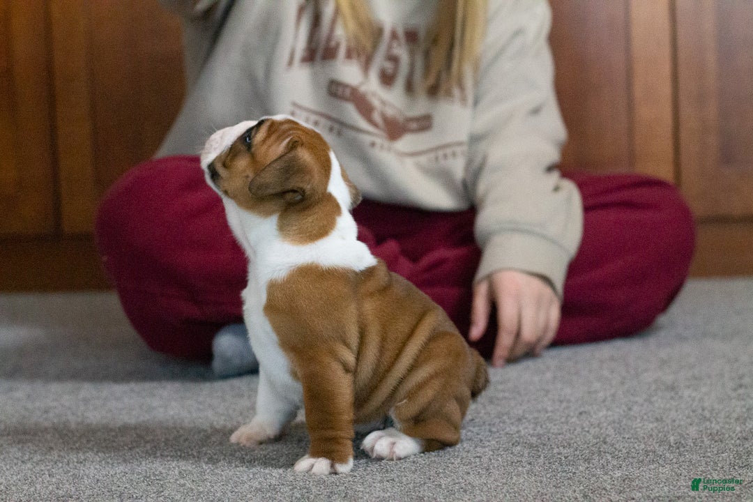 English Bulldog dogs for sale: Holly - Ad 2