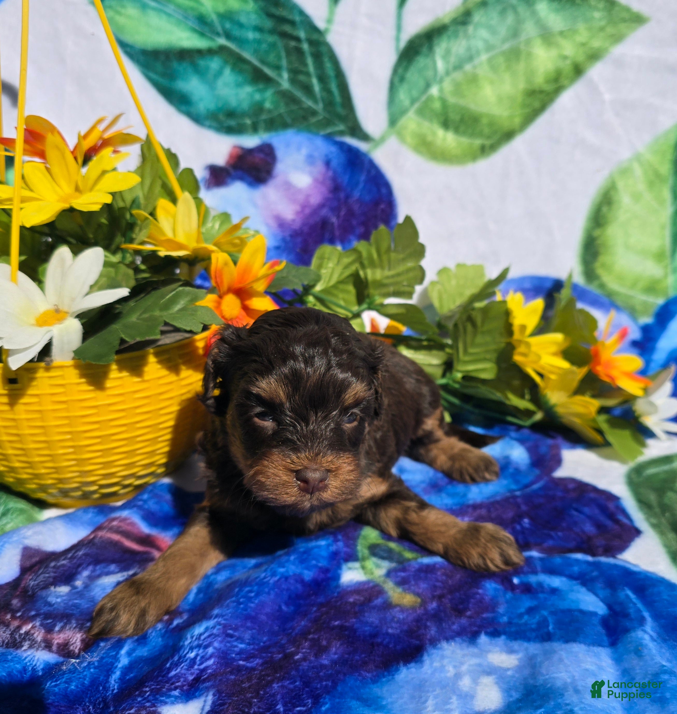 Maltipoo dogs Jewls - Ad 18