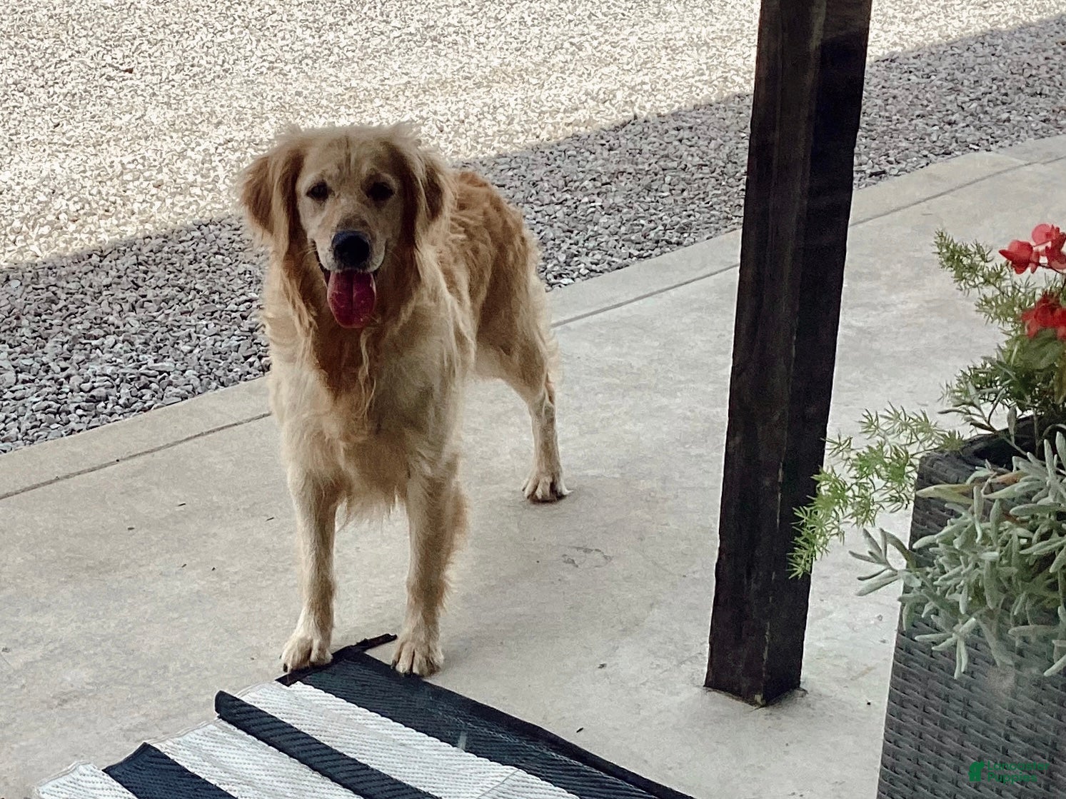 Goldendoodle dogs Goldendoodle 1 - Ad 2