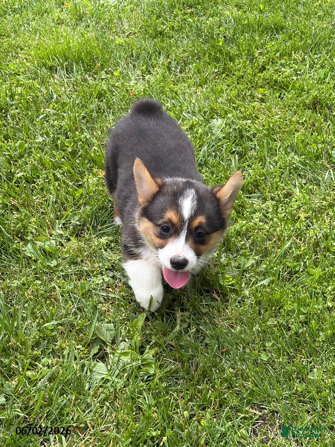 Welsh Corgi Pembroke dogs for sale: Dee  - Ad 6